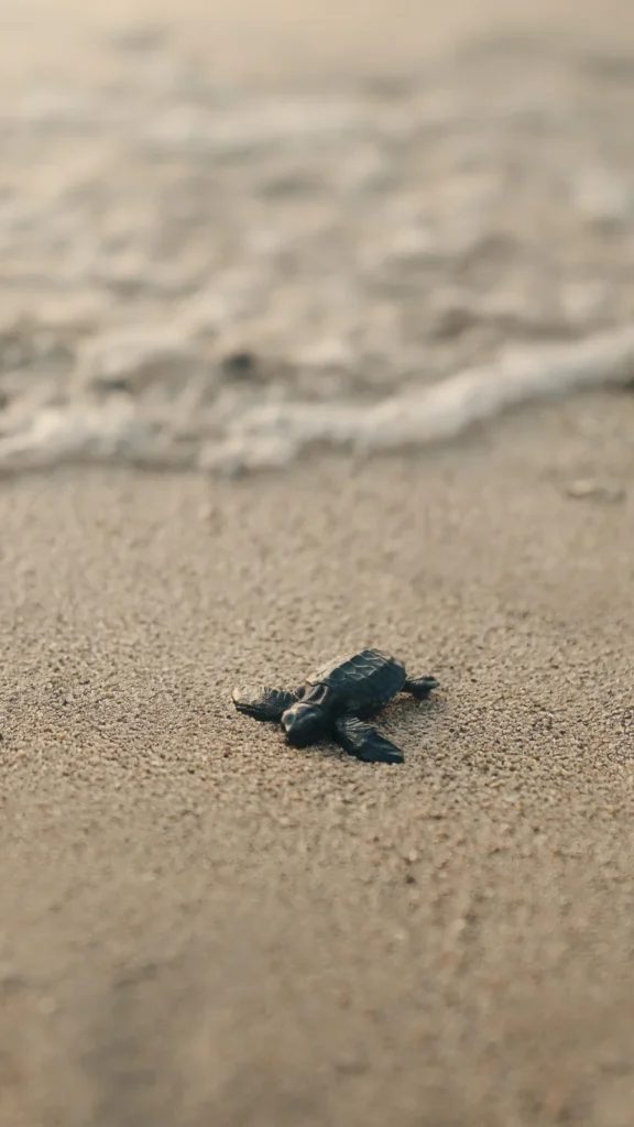Turtle realese